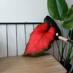 Sofa Fabric Viridiplantae Cactus Decorative Pillow - Image 6